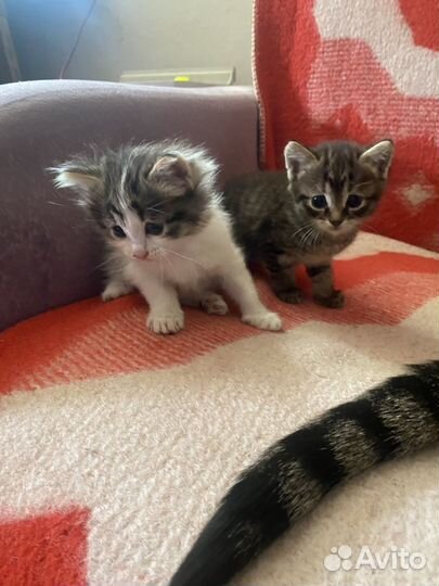 Котенок (девочка)