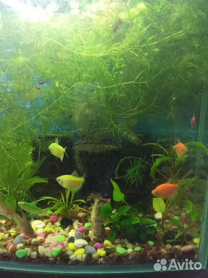 Аквариумное растение роголистник