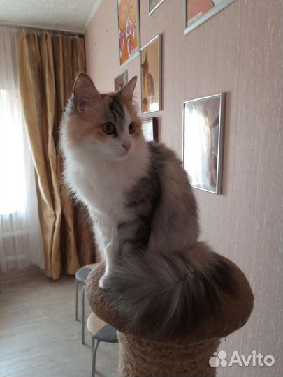 Передержка кошек