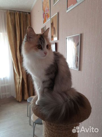 Передержка кошек