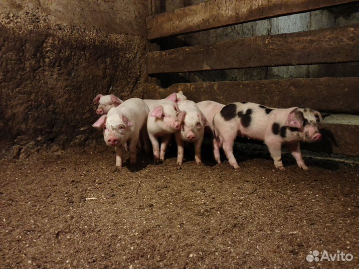Поросята