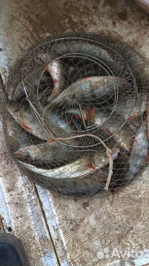 Рыбалка на Сулакском каньоне