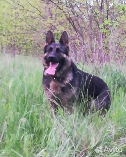 Щенки немецкой овчарки