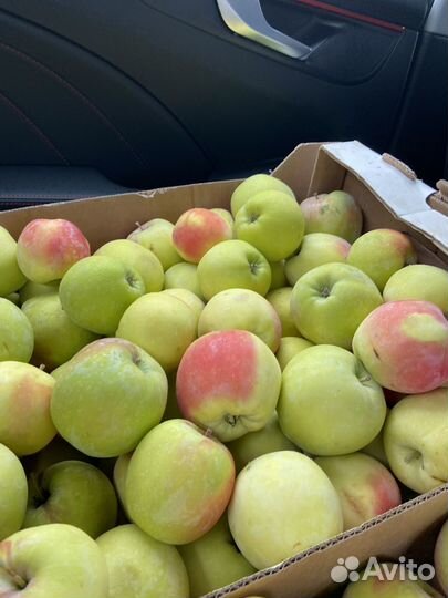 Яблоки Синап