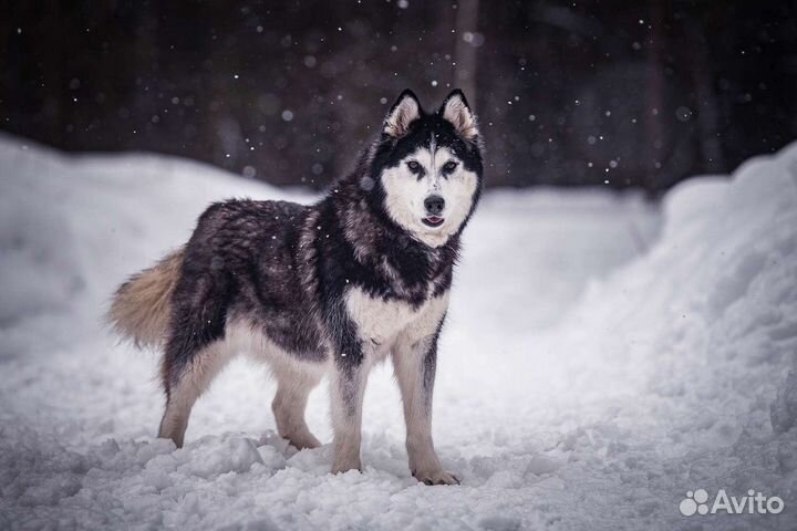 Сибирский хаски