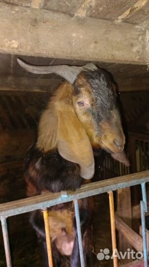 Продаются козлята