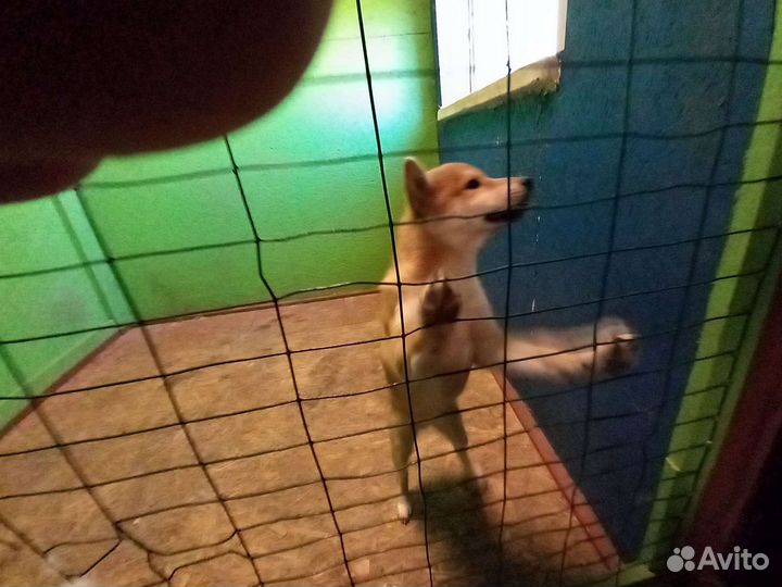 Передержка животных на время отпуска