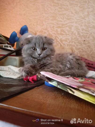 Котята британские