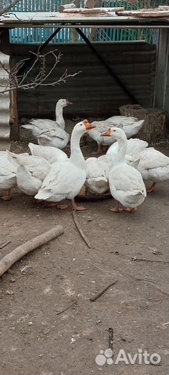 Гуси на племя