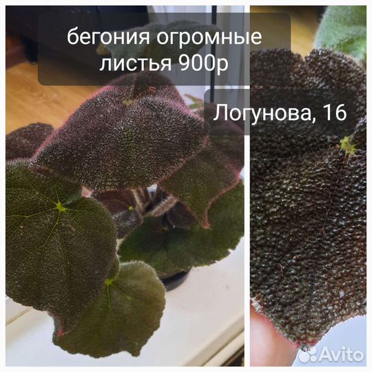 Растения разные