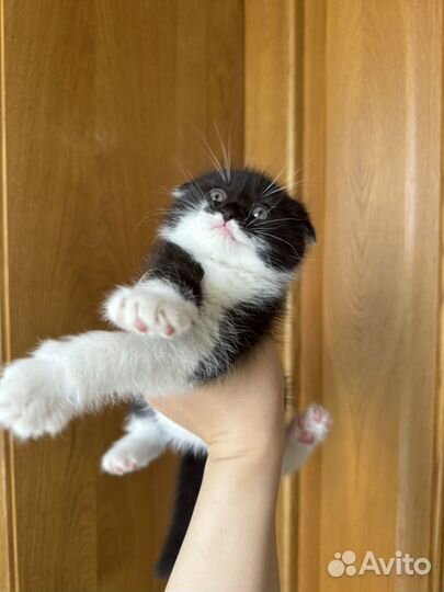 Вислоухие котята