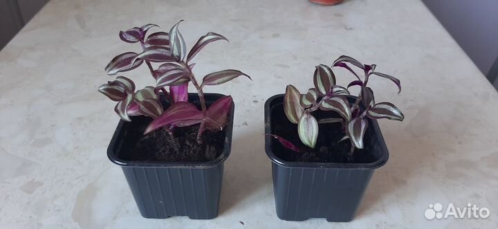 Традесканция 