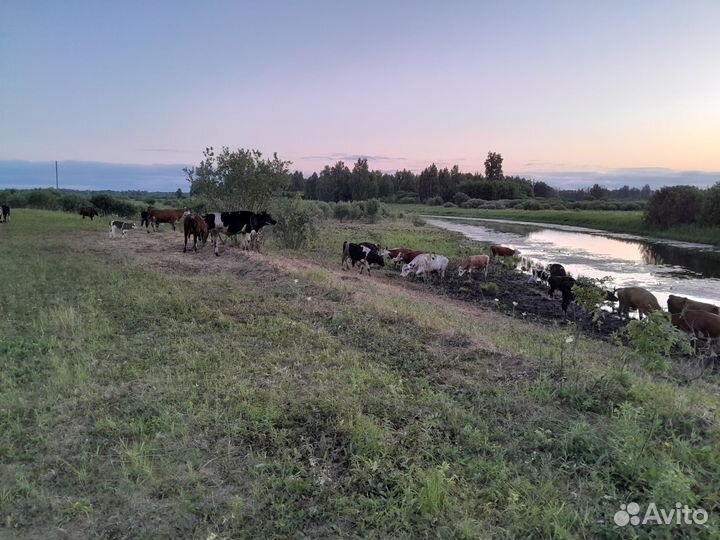 Корова на мясо и быки