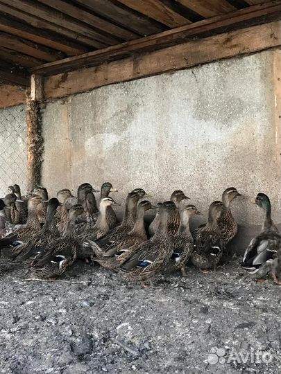 Подсадная утка