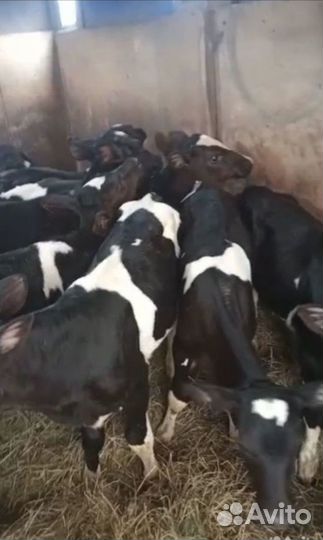 Телята бычки