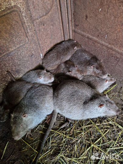 Семья Нутрий