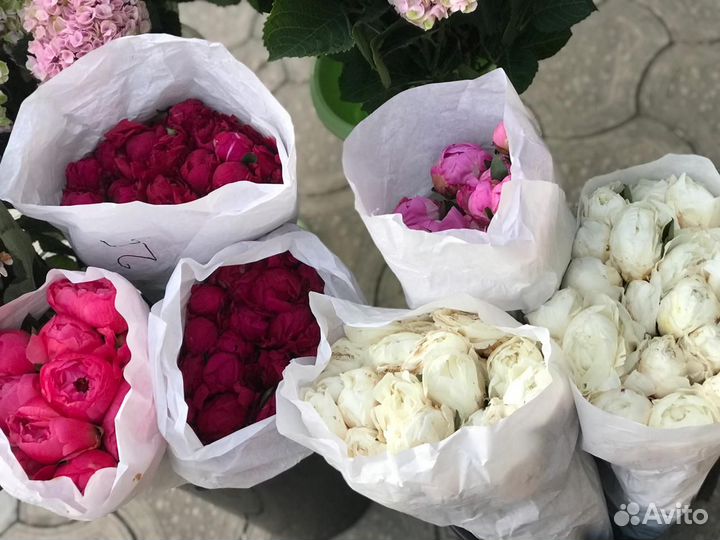 Пионы купить под заказ