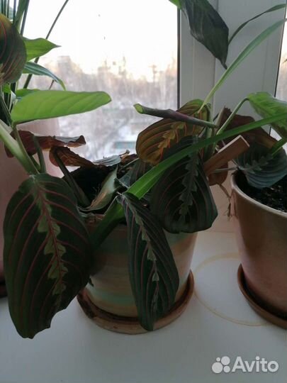 Дендробиум