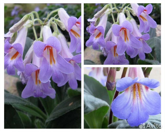 Лф Яблочный зефир