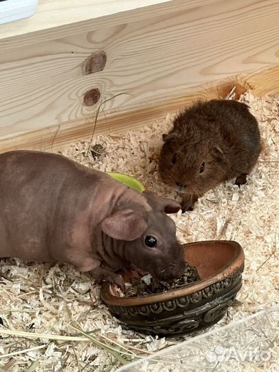 Морские свинки с домиком