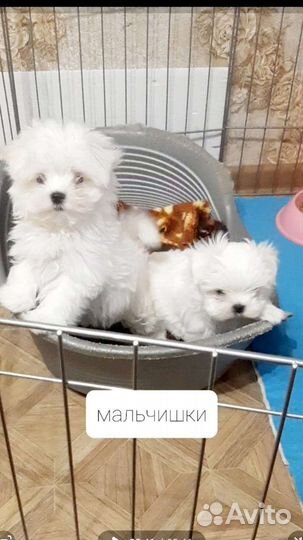 Мальтезе вязка