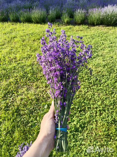 Букетики лаванды сухоцвет 2023