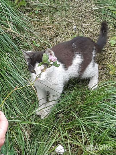 Кошки в добрые руки бесплатно