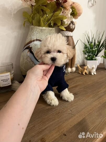 Мальтипу f1 mini мальчик