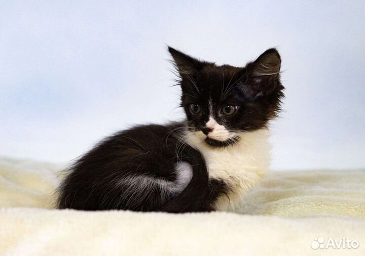 Кошки в добрые руки бесплатно