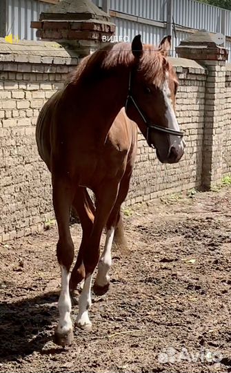 Жеребец чистокровной английской породы 3х лет