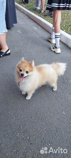 Найдена собака шпиц