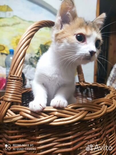 Котенок девочка, 2,5 мес