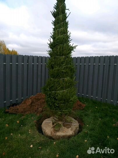 Саженцы ель, сосна, липа и др (крупномерный с комо