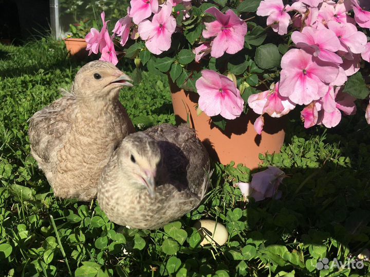 Перепела, цыплята, селадон, серебристый феникс