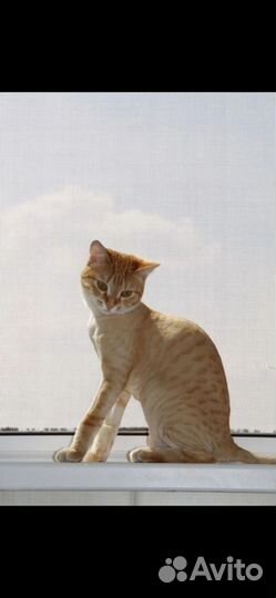 Стрижка кошек