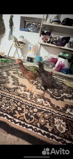 Байцовый цыплята