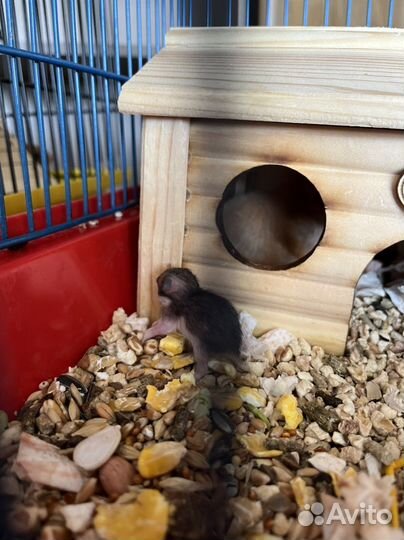 Сирийский хомяк