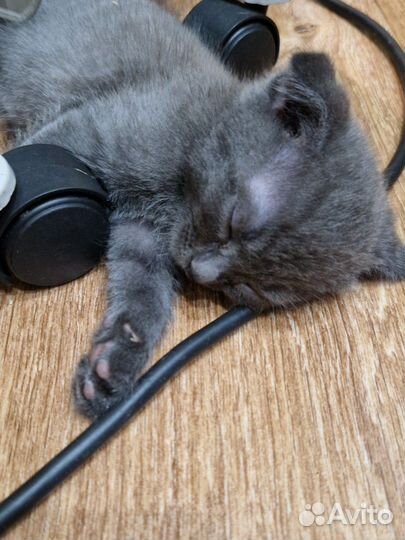 Вислоухие котята