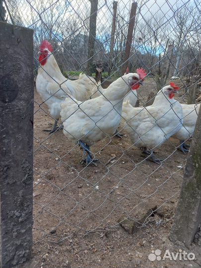 Куры Бресс Гальские