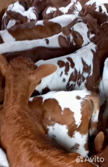 Бычки и телята