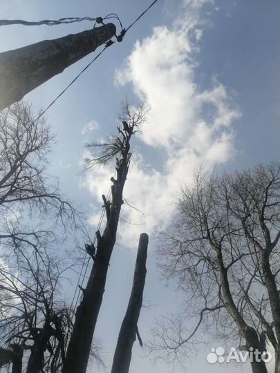 Спил деревьев