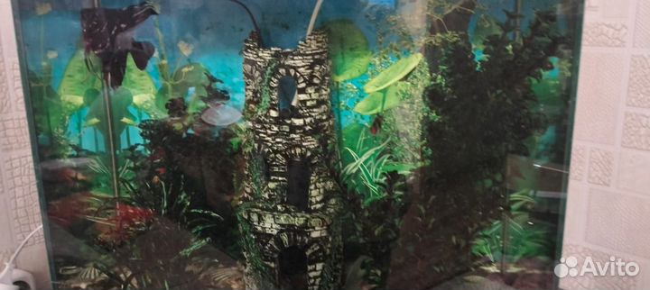 Аквариум с рыбками