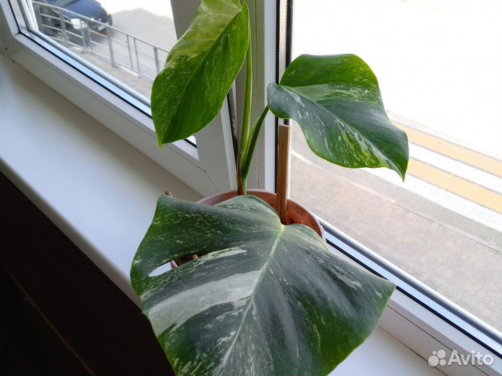 Монстера вариегатная альба