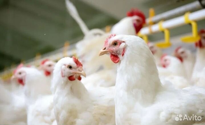 Куры бройлеры живым весом