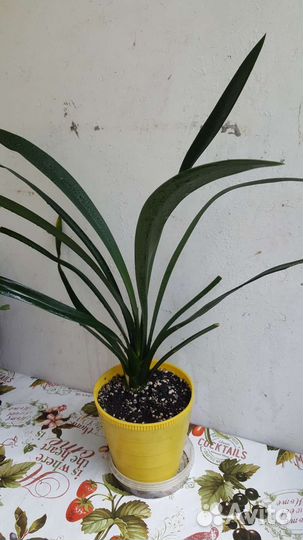 Шлюмбергера