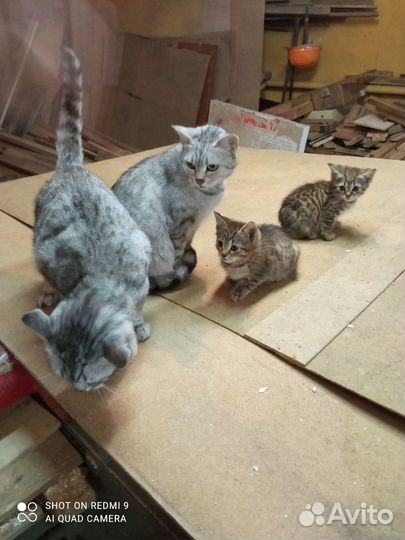 Отдам котят в добрые руки даром