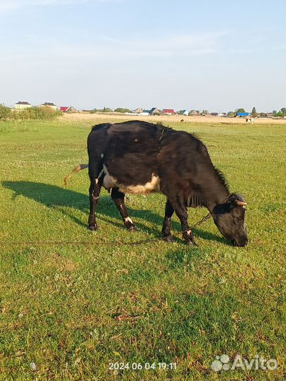 Корова дойная с теленком