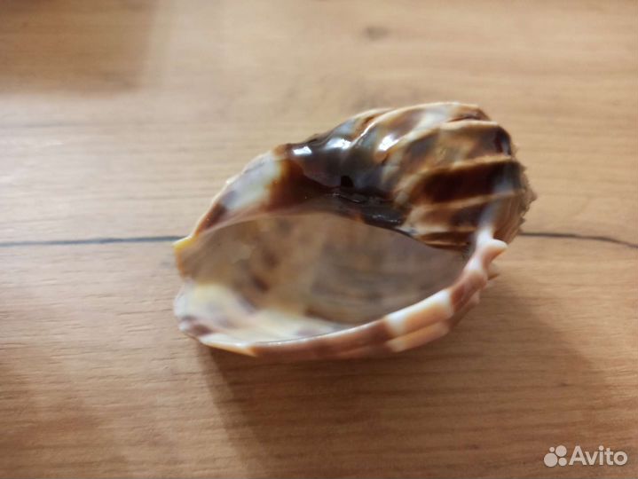 Морская раковина