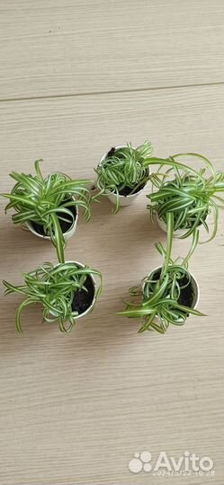 Хлорофитум кудрявый