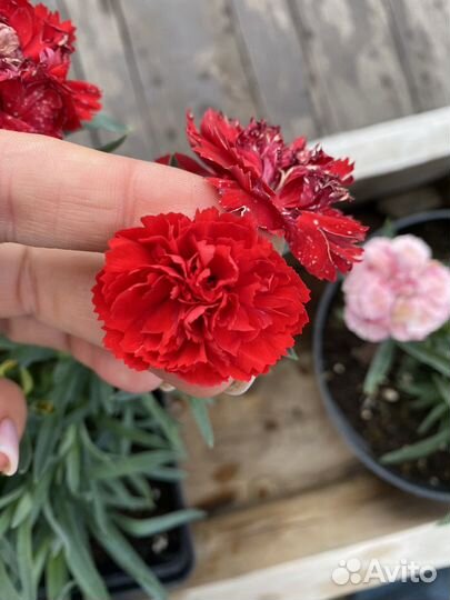 Гвоздика вегетативная махровая
